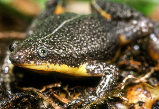 Elachistocleis ovalis