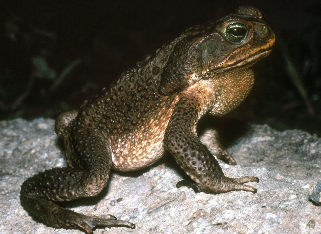 Rhinella marina