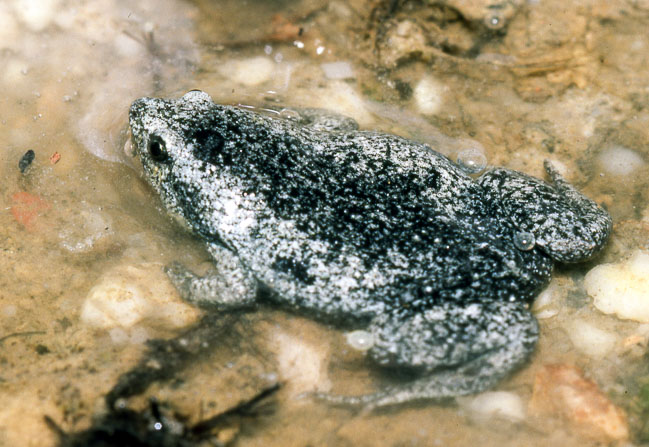 Elachistocleis ovalis