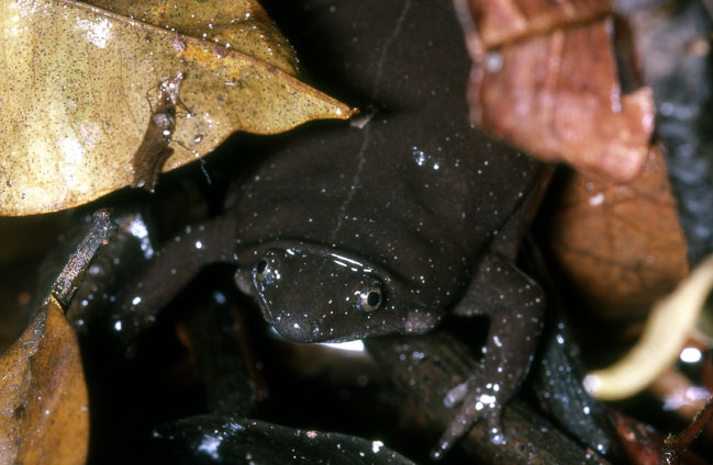 Elachistocleis surinamensis