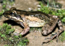 Leptodactylus nesiotus
