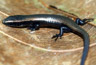 Gymnophthalmus underwoodi