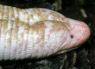 Amphisbaena alba