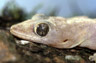 Hemidactylus mabouia