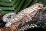 Thecadactylus rapicauda