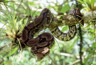 Boa constrictor