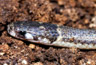 Tantilla melanocephala