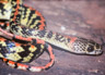Siphlophis cervinus