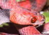 Siphlophis compressus