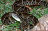 Bothrops asper
