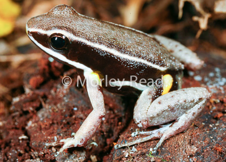 Allobates femoralis