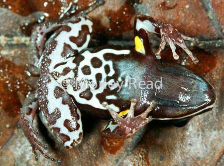 Allobates femoralis
