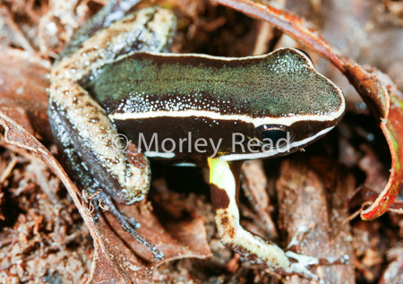 Allobates femoralis