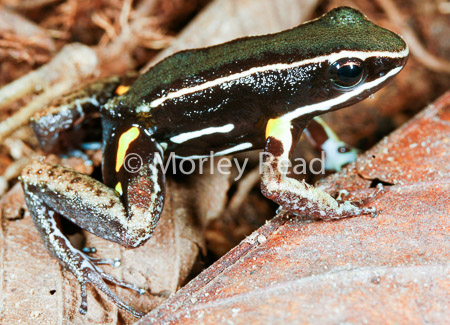 Allobates femoralis