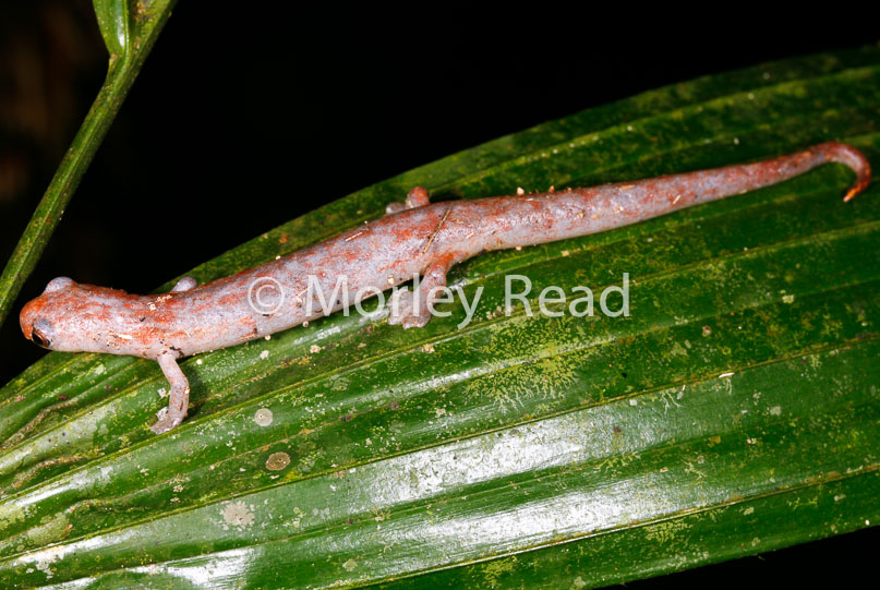Bolitoglossa peruviana
