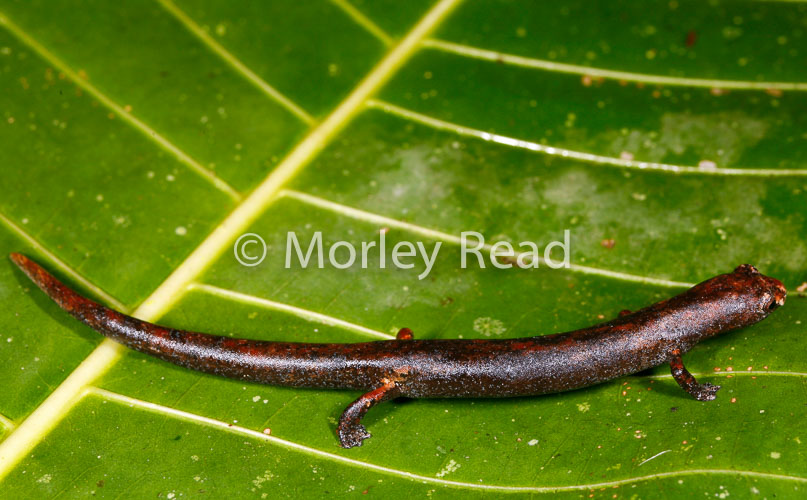 Bolitoglossa peruviana