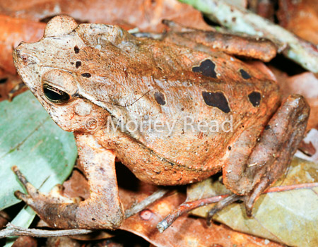 Rhinella dapsilis