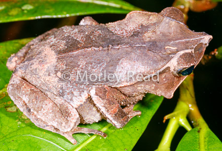Rhinella dapsilis