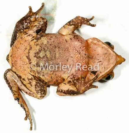Rhinella dapsilis