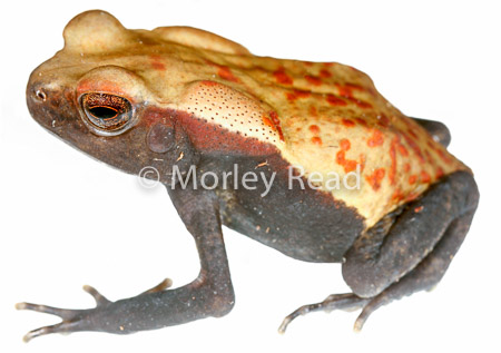 Rhaebo guttatus