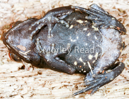 Rhaebo guttatus