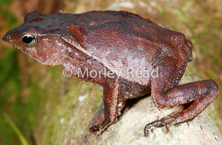 Rhinella margaritifera