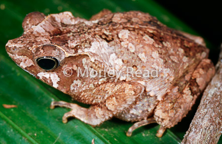 Rhinella margaritifera