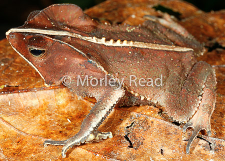Rhinella margaritifera