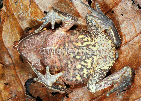 Rhinella margaritifera