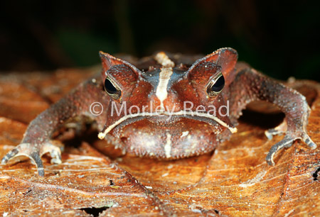 Rhinella margaritifera