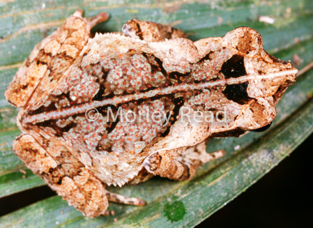 Rhinella margaritifera