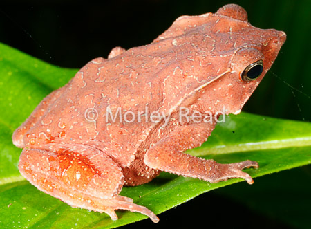 Rhinella margaritifera