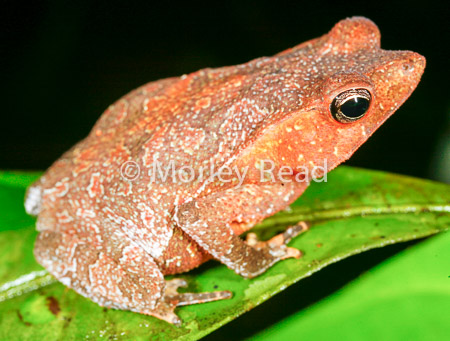 Rhinella margaritifera