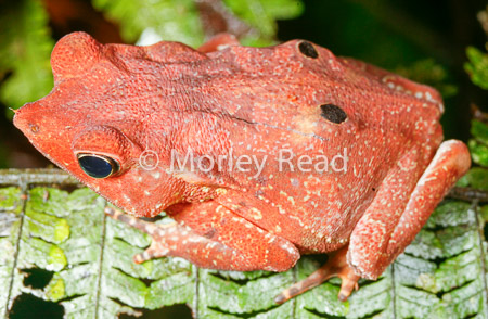 Rhinella margaritifera