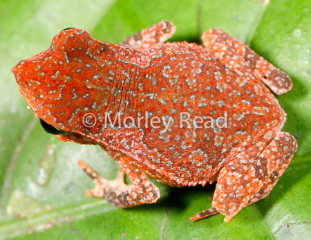 Rhinella margaritifera