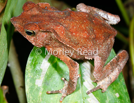 Rhinella margaritifera