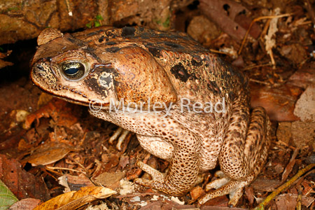 Rhinella marina