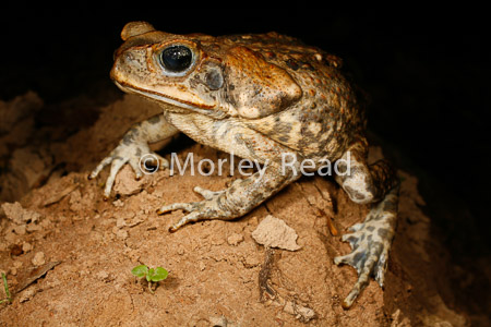 Rhinella marina