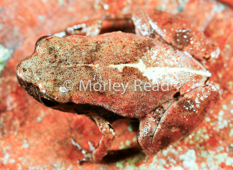 Noblella myrmecoides