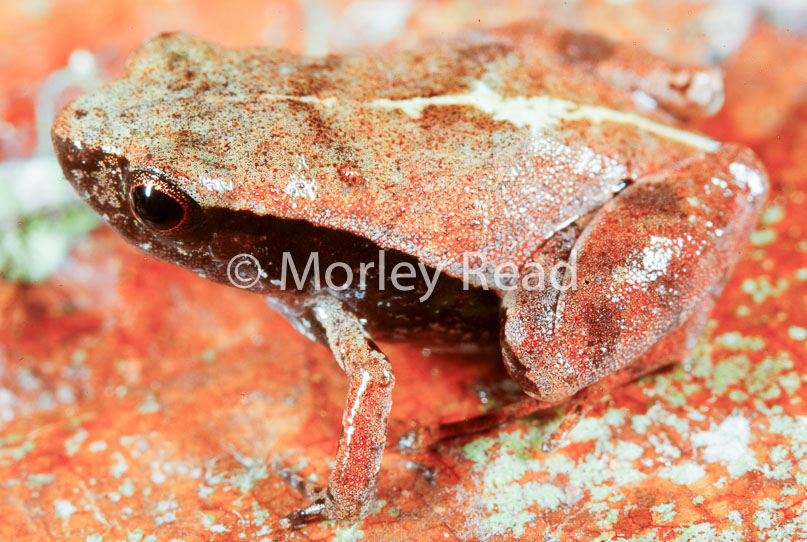 Noblella myrmecoides