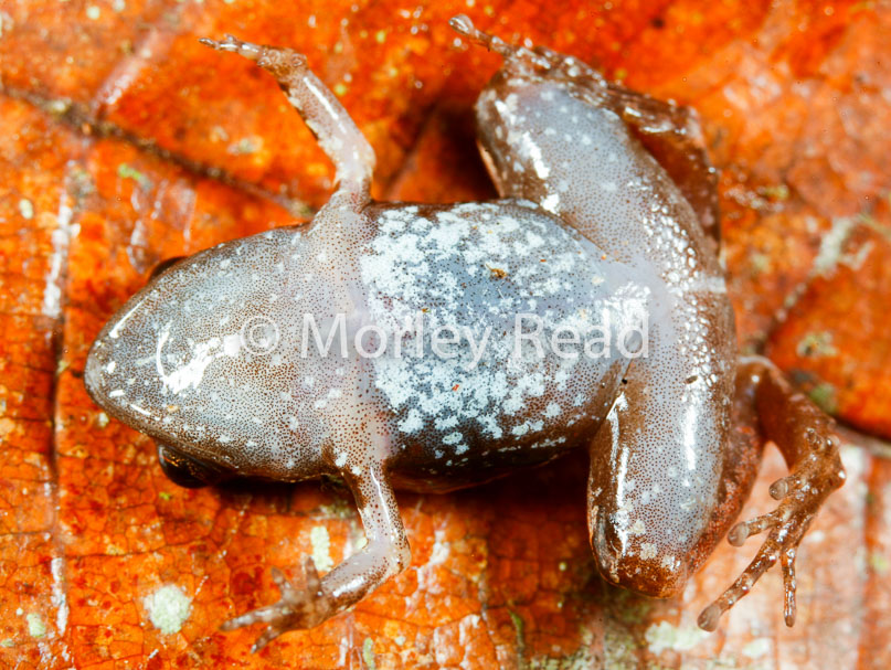 Noblella myrmecoides