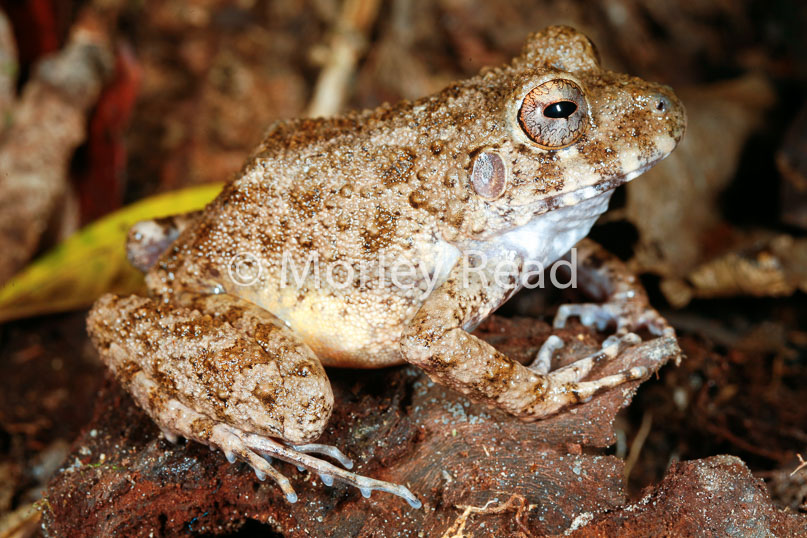 Oreobates quixensis