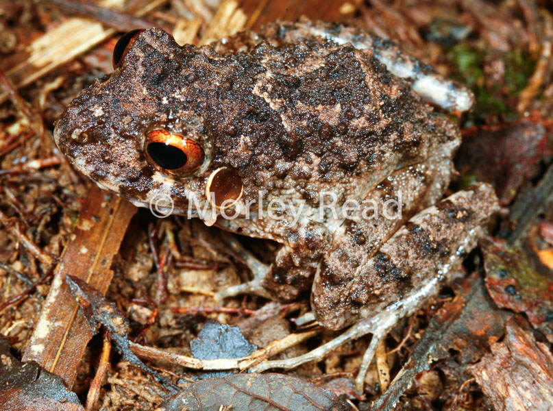 Oreobates quixensis