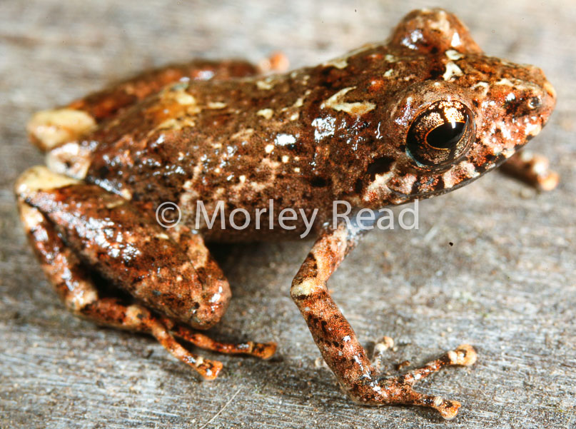 Pristimantis altamazonicus