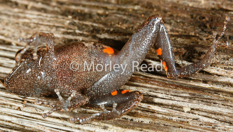 Pristimantis altamazonicus