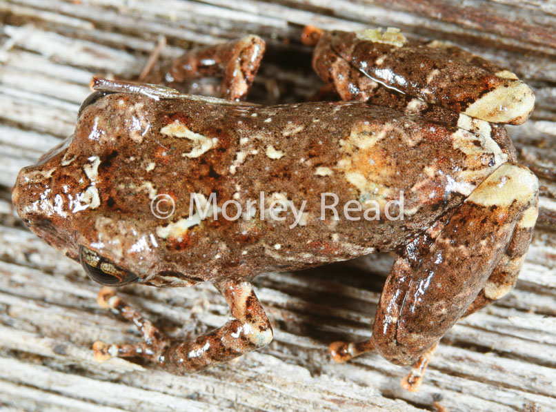 Pristimantis altamazonicus