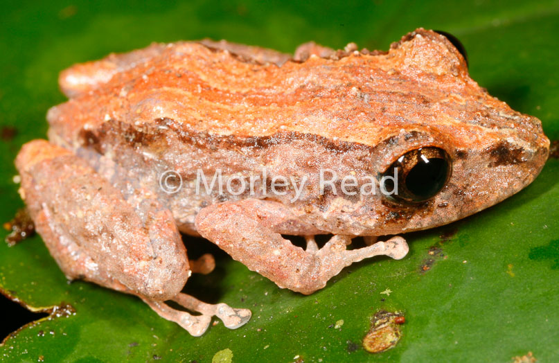 Pristimantis altamazonicus