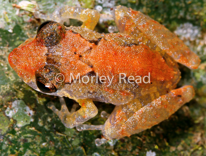 Pristimantis carvalhoi