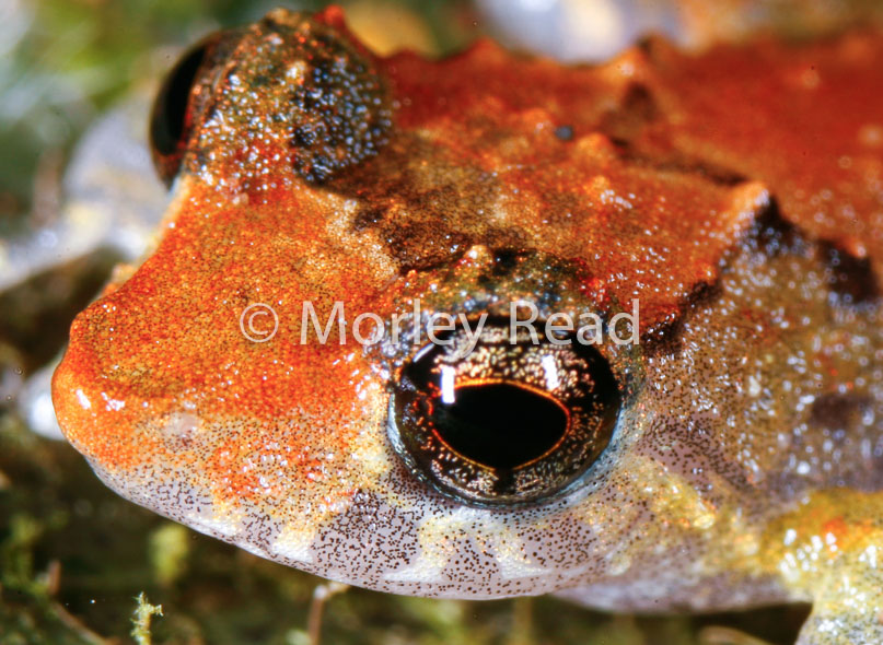 Pristimantis carvalhoi