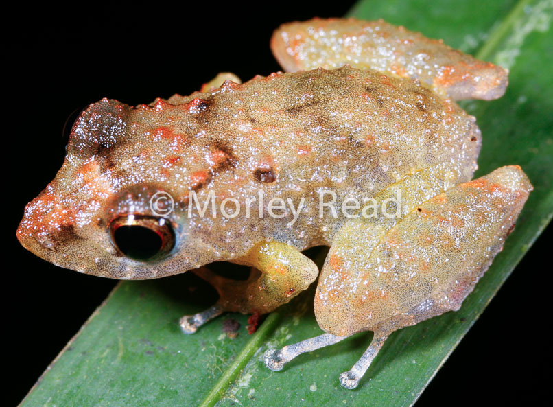 Pristimantis carvalhoi